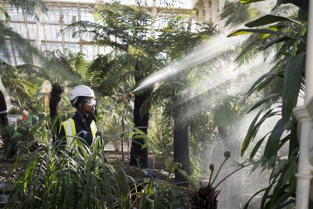 Royal Botanic Gardens, Kew has one of the most diverse collections of living plants of any botanic garden in the world—some even extinct in the wild