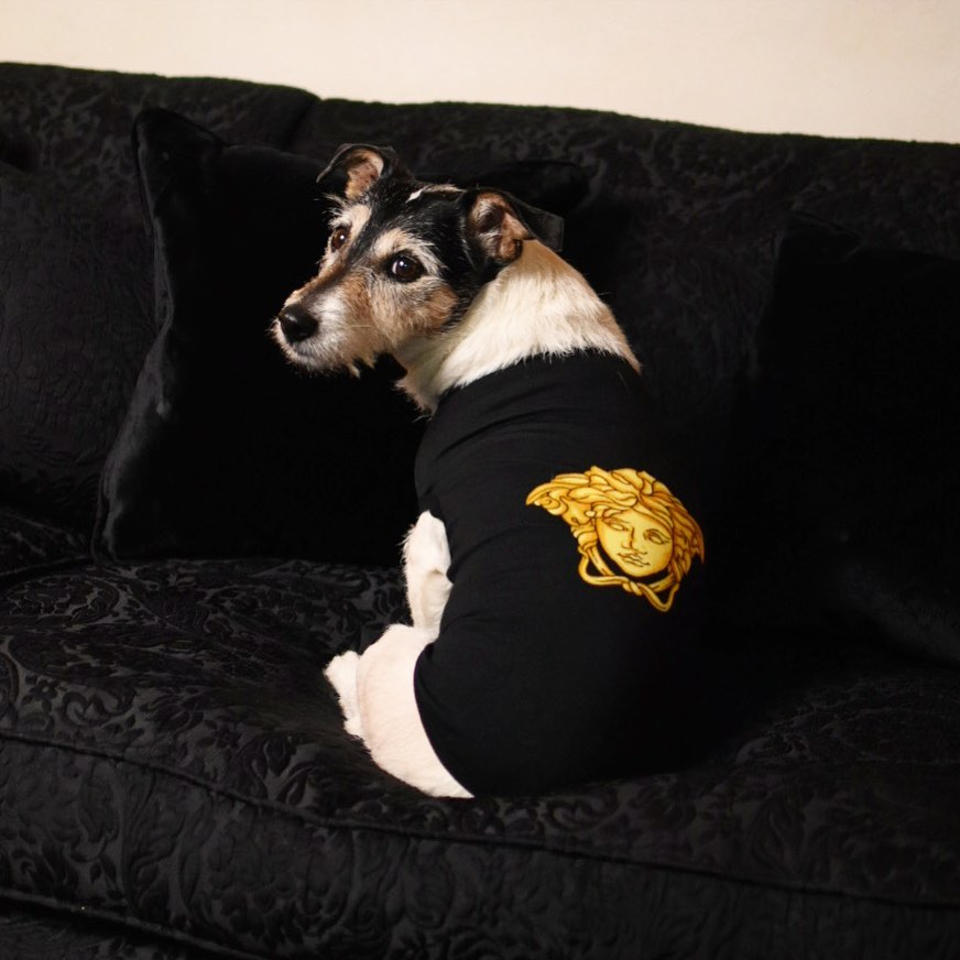 versace pets